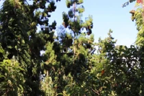 Cận cảnh cây thủy tùng gần 1.000 năm tuổi ở Đắk Lắk