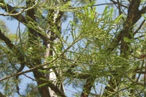 Tường tận về loài cây thủy tùng Việt Nam “hàng hiếm“