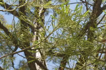 Tường tận về loài cây thủy tùng Việt Nam “hàng hiếm“