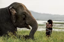 “Soi” loài voi Hai Bà Trưng từng cưỡi, dùng nhiều trong chiến tranh VN