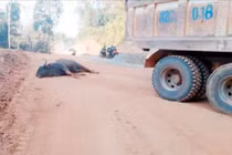 Giải mã nguyên nhân bò tót lao vào xe tải tự tử