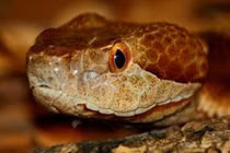 Những loài này ai cũng khiếp, nhưng có thể là ân nhân của bạn