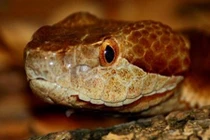 Những loài này ai cũng khiếp, nhưng có thể là ân nhân của bạn