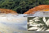 Nghệ An: Vỡ bể chứa chất thải xí nghiệp, cá chết hàng loạt