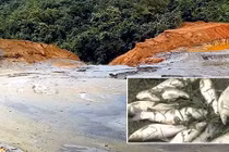 Nghệ An: Vỡ bể chứa chất thải xí nghiệp, cá chết hàng loạt