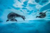 Mãn nhãn bộ ảnh động vật hoang dã đẹp nhất năm 2017