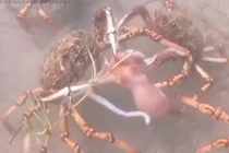 Hãi hùng loài cua nhện xé xác bạch tuộc dưới đáy biển