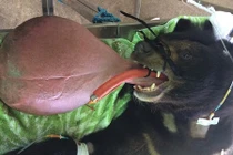 Xem gấu đen có lưỡi khổng lồ nặng 3 kg