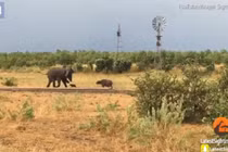 Nghé con rượt đuổi, voi khổng lồ tá hỏa bỏ chạy 