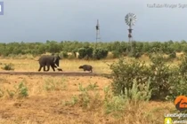 Nghé con rượt đuổi, voi khổng lồ tá hỏa bỏ chạy 