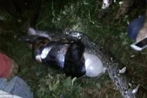 Nguyên nhân trăn "khủng" dám ăn thịt người khiến khoa học đau đầu