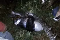 Nguyên nhân trăn "khủng" dám ăn thịt người khiến khoa học đau đầu