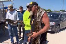 Bắt trăn khổng lồ, tá hỏa với điều bất ngờ khi mổ bụng trăn