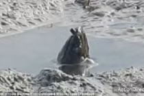 Sinh vật "khủng" xuất hiện chớp nhoáng trong đầm lầy gây sốc