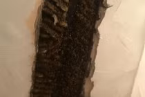 Thấy chất lỏng lạ trên tường, người phụ nữ bàng hoàng phát hiện điều bất ngờ...