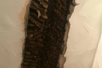 Thấy chất lỏng lạ trên tường, người phụ nữ bàng hoàng phát hiện điều bất ngờ...