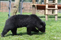 Đến thăm khu nuôi gấu bán tự nhiên đầu tiên của Việt Nam