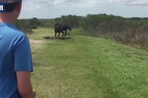 Ngựa hoang nổi điên đánh đuổi cá sấu khổng lồ