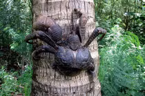 Kinh khiếp với lực kẹp mạnh của cua dừa khổng lồ