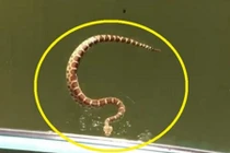 Rùng rợn rắn chuông cực độc đòi phóng lên thuyền bằng được