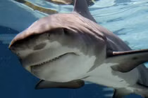 Điểm mặt những thủy quái nước ngọt nguy hiểm nhất thế giới