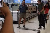 "Dựng tóc gáy" chạm mặt trăn "khủng" dài 4m trong tủ lạnh