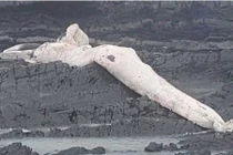 Hoảng hồn xác "quái vật" khổng lồ hơn 10m dạt vào bờ