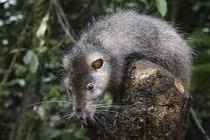 Hết hồn với chuột khổng lồ không sợ người ở Papua New Guinea