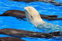 Cá voi có thể… học ngoại ngữ