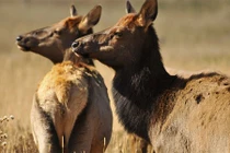 Loài hươu "thành tinh" khiến loài vật nào cũng khiếp đảm