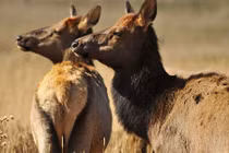 Loài hươu "thành tinh" khiến loài vật nào cũng khiếp đảm