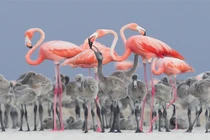 Ảnh cực đẹp về các loài chim đoạt giải thưởng nhiếp ảnh 2017