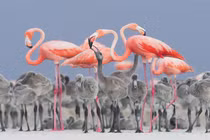 Ảnh cực đẹp về các loài chim đoạt giải thưởng nhiếp ảnh 2017