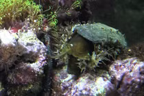 Tường tận bào ngư vành tai “độc” sắp tuyệt chủng ở VN