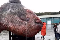 Bắt được cá lạ hơn 1 tấn, mất hơn 3 ngày kéo lên bờ