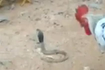 Chuyện ngược có thật: Gà trống nổi điên giết gọn rắn hổ mang