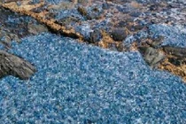 "Ác mộng" sứa độc màu xanh phủ kín bãi biển 