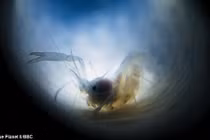 Tôm kẹt trong bọt biển cả đời, viết nên “chuyện tình” kinh ngạc