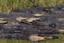 Khiếp đảm cá sấu "tụ tập" đông chưa từng thấy