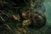 Trăn "quái vật" 7m ăn thịt bạn tình sau "yêu đương" mãnh liệt