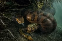 Trăn "quái vật" 7m ăn thịt bạn tình sau "yêu đương" mãnh liệt