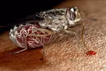 “Soi” loài ruồi hút, truyền bệnh chết người, sợ hơn sốt xuất huyết