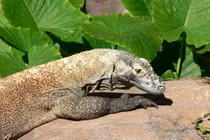 Nhìn bề ngoài vô hại, chả ai ngờ chúng là sát thủ đáng sợ