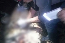 Công nhân mất tích, mổ bụng cá sấu phát hiện sự thật kinh hoàng