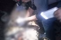 Công nhân mất tích, mổ bụng cá sấu phát hiện sự thật kinh hoàng