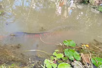 Bắt được con cá lạ nặng hơn 1 tạ ở Tiền Giang