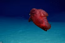 Hãi hùng phát hiện quái vật không đầu đi bộ kiếm ăn dưới biển