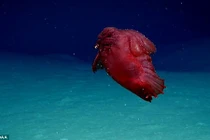 Hãi hùng phát hiện quái vật không đầu đi bộ kiếm ăn dưới biển