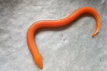 Dân Thủ đô bắt được lươn vàng óng ngay trước cửa nhà