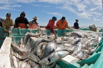 Loài cá “yêu” ầm ĩ đến mức… làm cá heo bị điếc